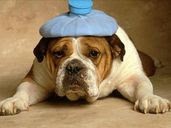 headache dog