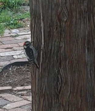 5-15-18 downy woodpecker (2)