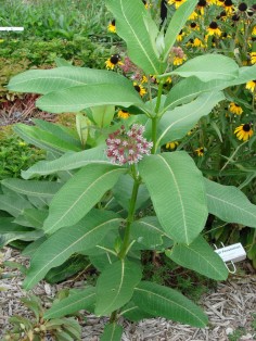 milkweed plant 2